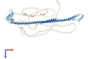 TRIM29 Protein (AA 1-587) (His tag)