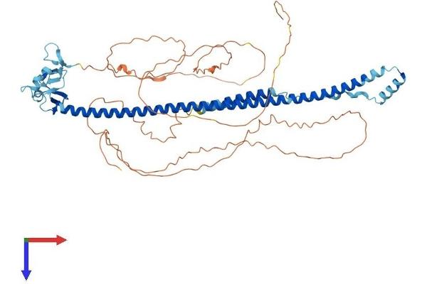 TRIM29 Protein (AA 1-587) (His tag)