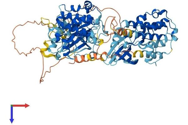 RPS6KA3 Protein (AA 1-740) (His tag)