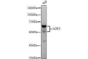 Western blot analysis of extracts of Raji cells, using IKZF3 antibody (ABIN7267842) at 1:500 dilution. (IKZF3 Antikörper)