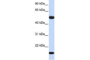 WB Suggested Anti-ADSSL1 Antibody Titration:  0. (ADSSL1 Antikörper  (Middle Region))