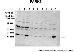 Sample type: 1: Scrambled (20ug)2: Stable DJ1 knockdown SH-SY5Y cell line (20ug)3: Scrambled (20ug)4: ShRNA clone 1 (20ug)5: ShRNA clone 2 (20ug)6: ShRNA clone 3 (20ug)7: ShRNA clone 4 (20ug)8: ShRNA clone 5 (20ug)9: Scrambled (20ug)Primary Dilution:  1:5000Secondary Antibody: anti-goat Ig, alkaline phosphatase conjugated  and anti rabbit alkaline phosphatase  Secondary Dilution: 1:5000Image Submitted By: Shushant JainVU Medical Center (PARK7/DJ1 Antikörper  (C-Term))
