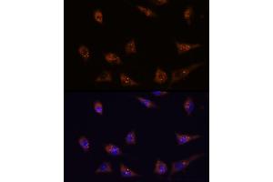 Immunofluorescence analysis of L929 cells using DIP2C antibody (ABIN7266780) at dilution of 1:100. (DIP2C Antikörper)
