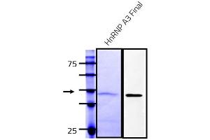 Western Blotting (WB) image for Heterogeneous Nuclear Ribonucleoprotein A3 (HNRNPA3) (AA 1-378) protein (Strep Tag) (ABIN3087442) (HNRNPA3 Protein (AA 1-378) (Strep Tag))
