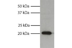Total cell lysates from HL60 cells were resolved by electrophoresis, transferred to PVDF membrane, and probed with Mouse Anti-Human Bax-UNLB secondary antibody and chemiluminescent detection. (BAX Antikörper  (AA 3-16))