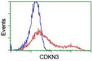 HEK293T cells transfected with either RC213080 overexpress plasmid (Red) or empty vector control plasmid (Blue) were immunostained by anti-CDKN3 antibody (ABIN2455063), and then analyzed by flow cytometry. (CDKN3 Antikörper)