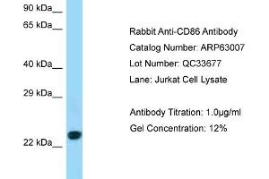Western Blotting (WB) image for anti-CD86 (CD86) (C-Term) antibody (ABIN970351) (CD86 Antikörper  (C-Term))