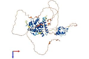 NR4A1 Protein (AA 1-598) (His tag)