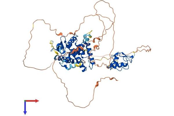 NR4A1 Protein (AA 1-598) (His tag)