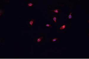 ABIN6266991 staining U-2 OS cells by IF/ICC. (COL12A1 Antikörper  (Internal Region))