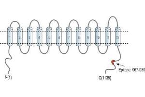 Representative domain view of the target of ABIN7885432.