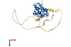 MCL-1 Protein (AA 1-350) (His tag)