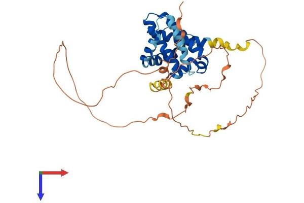 MCL-1 Protein (AA 1-350) (His tag)