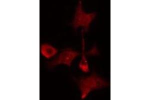 ABIN6275218 staining  Hela cells by IF/ICC.