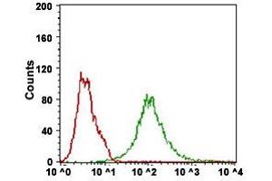 Flow Cytometry analysis of Hela cells with BACE1 monoclonal antibody, clone 3C1C3  at 1:200-1:400 dilution (Green) and negative control (Red). (BACE1 Antikörper  (AA 112-324))