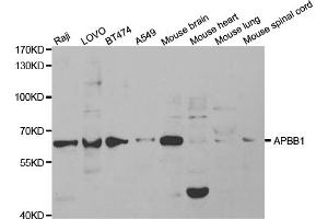 Western blot analysis of extracts of various cell lines, using APBB1 antibody (ABIN5971004) at 1/1000 dilution.