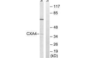 Western Blotting (WB) image for anti-Gap Junction Protein, alpha 4, 37kDa (GJA4) (Internal Region) antibody (ABIN1851365) (GJA4 Antikörper  (Internal Region))