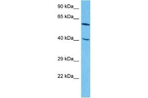 Host:  Rabbit  Target Name:  ZNF24  Sample Type:  HepG2 Whole Cell lysates  Antibody Dilution:  1.