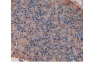 Detection of IL33 in Rat Pancreas Tissue using Monoclonal Antibody to Interleukin 33 (IL33) (IL-33 Antikörper  (AA 110-261))