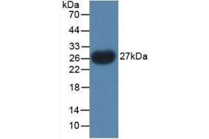 Detection of Recombinant PTHrP, Gallus using Polyclonal Antibody to Parathyroid Hormone Related Protein (PTHrP) (PTHLH Antikörper  (AA 38-176))