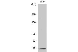 Western Blotting (WB) image for anti-serine/threonine Kinase 11 (STK11) (Tyr1313) antibody (ABIN3185394) (LKB1 Antikörper  (Tyr1313))