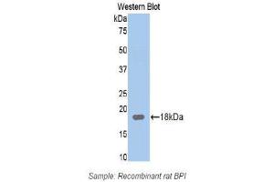 Western Blotting (WB) image for anti-Bactericidal/Permeability Increasing Protein (BPI) (AA 320-452) antibody (ABIN1174389) (BPI Antikörper  (AA 320-452))
