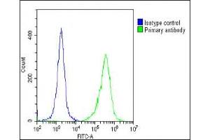 Overlay histogram showing HeLa cells stained with A(green line). (FOLR1 Antikörper  (N-Term))