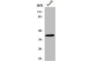 Western Blot analysis of HeLa cells using PAR-4 Polyclonal Antibody (F2RL3 Antikörper  (Internal Region))