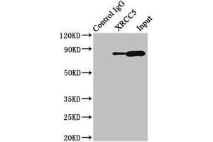 Western Blotting (WB) image for anti-X-Ray Repair Complementing Defective Repair in Chinese Hamster Cells 5 (Double-Strand-Break Rejoining) (XRCC5) (AA 251-455) antibody (ABIN7175897)