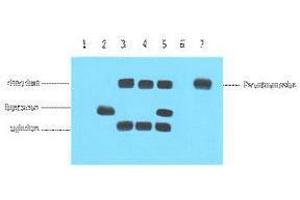 Immunoprecipitation (IP) analysis: 5ug VSV-G Mouse IgG1 per ml Lysate, WB 1:5000. (VSV-g Tag Antikörper)