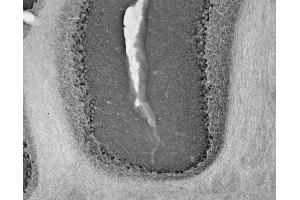 Adult rat cerebellum immunohistochemistry.