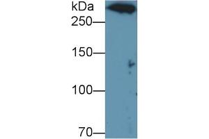 Detection of DNHD1 in U937 cell lysate using Polyclonal Antibody to Dynein Heavy Chain Domain Containing Protein 1 (DNHD1) (DNHD1 Antikörper  (AA 1-302))