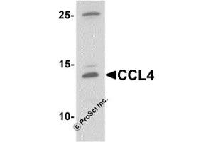Western Blotting (WB) image for anti-Chemokine (C-C Motif) Ligand 4 (CCL4) antibody (ABIN1077439) (CCL4 Antikörper)