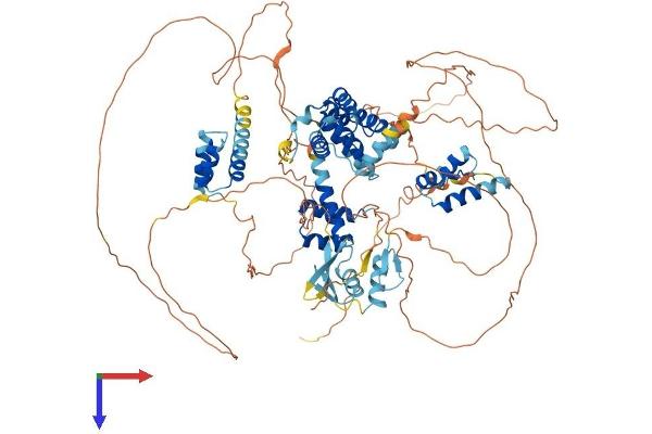ZHX1 Protein (AA 1-873) (His tag)