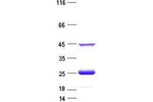 Western Blotting (WB) image for GINS Complex Subunit 1 (Psf1 Homolog) (GINS1) protein (His tag) (ABIN5505643)