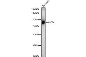 Western blot analysis of extracts of Rat brain, using KA antibody (ABIN1679964, ABIN5664011, ABIN5664013 and ABIN6219456) at 1:462 dilution. (KAT2A Antikörper  (AA 1-100))