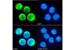 Immunofluorescence staining of fixed mouse splenocytes with anti-TIM-2 antibody RMT2-14.