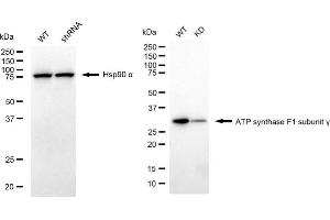 Western blotting analysis using ATP synthase F1 subunit gamma antibody (ABIN7797682).