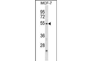 Western blot analysis in MCF-7 cell line lysates (35ug/lane). (NFIL3 Antikörper  (N-Term))