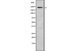 Western blot analysis of MYH11 using LOVO whole cell lysates (MYH11 Antikörper  (C-Term))