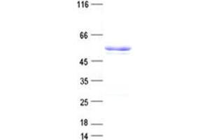 Validation with Western Blot
