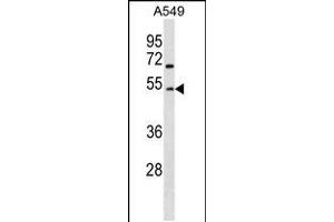 Western blot analysis in A549 cell line lysates (35ug/lane). (GCNT2 Antikörper  (AA 213-240))