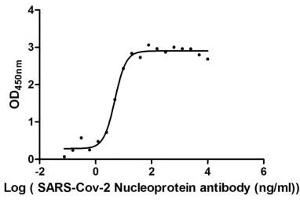 Activity: Measured by its binding ability in a functional ELISA. (SARS-CoV-2 Nucleocapsid Protein (SARS-CoV-2 N) (AA 1-419) (His tag))