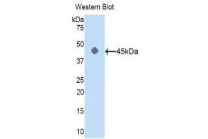 Western Blotting (WB) image for anti-Actin, gamma 1 (ACTG1) (AA 1-375) antibody (ABIN1077745) (Actin, gamma 1 Antikörper  (AA 1-375))
