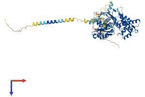 ENTPD7 Protein (AA 1-604) (His tag)