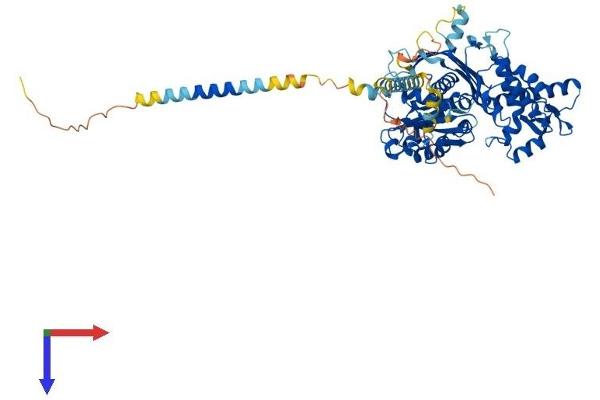 ENTPD7 Protein (AA 1-604) (His tag)