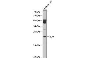 Western blot analysis of extracts of mouse liver, using IL20 Antibody (ABIN6128133, ABIN6142353, ABIN6142354 and ABIN6222322) at 1:1000 dilution. (IL-20 Antikörper  (AA 25-176))