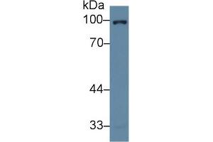 Western Blot; Sample: Human Hela cell lysate; Primary Ab: 2µg/ml Rabbit Anti-Human NR3C1 Antibody Second Ab: 0. (Glucocorticoid Receptor Antikörper  (AA 532-730))