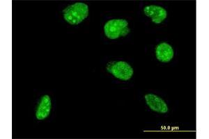 Immunofluorescence (IF) image for anti-Nescient Helix Loop Helix 2 (NHLH2) (AA 36-135) antibody (ABIN518352)
