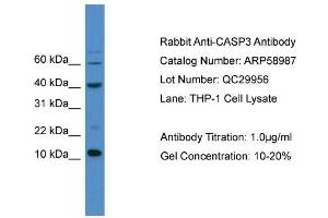 WB Suggested Anti-CASP3  Antibody Titration: 0. (Caspase 3 Antikörper  (C-Term))